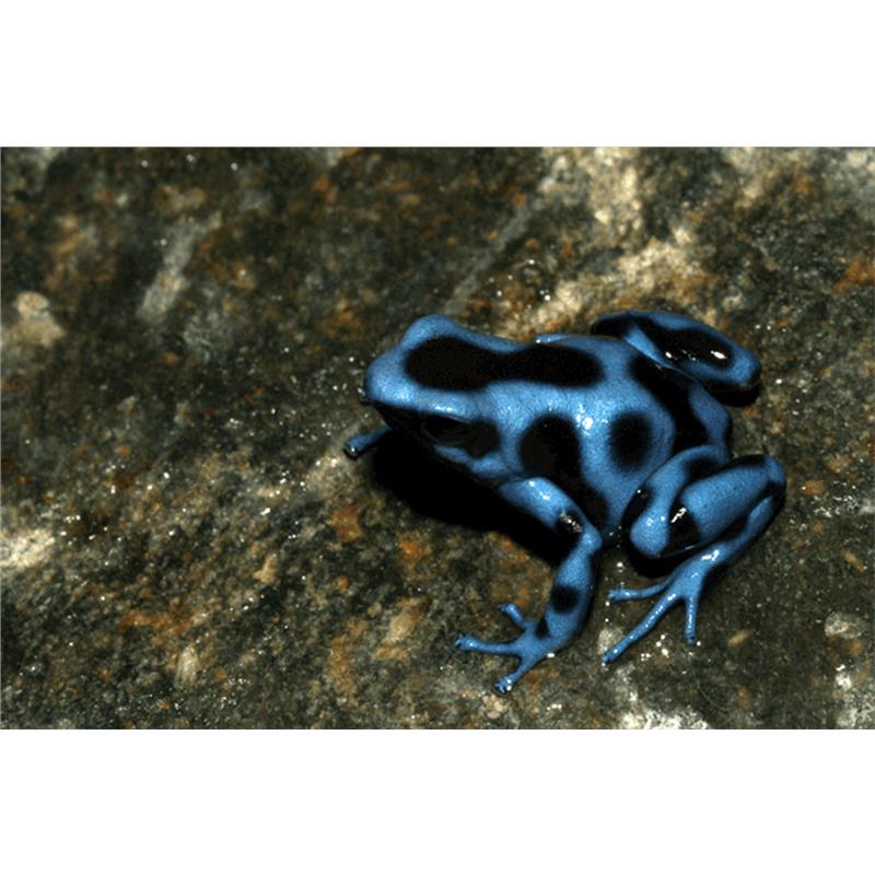 Broasca Dendrobates auratus blue (Poison arrow frog) - imagine 4